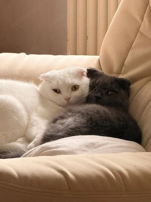 BKH-Maine-Coon Brüder suchen ein liebevolles Zuhause