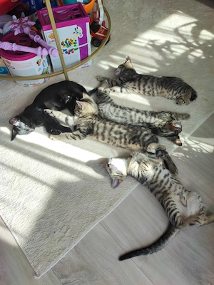 BKH Bengal Kitten Mix 
