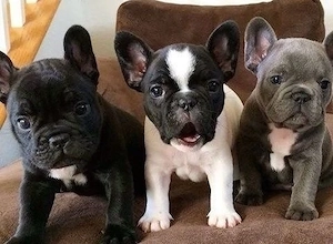 Französische Bulldoggen Welpen suchen ein schönes Zuhause 