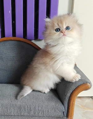 BKH BLH goldene Kitten mit Stammbaum 