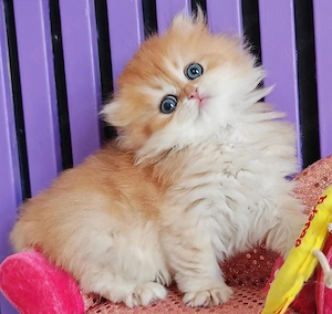 BKH BLH goldene Kitten mit Stammbaum 