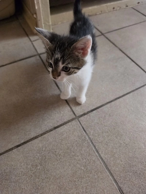 Süßes Kitten