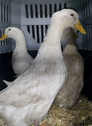 Deutsche Peking Enten Eier 