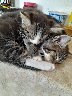 2 baby katzen abzugeben 