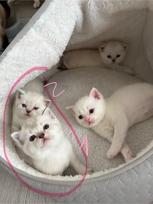BKH-Siam Kitten Britisch Kurzhaar