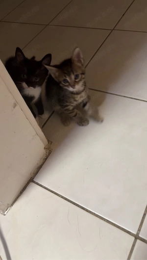 Katzen babys abzugeben       