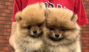 Reinrassige Pomeranian Zwergspitz Welpen-Bärchen Typ,aus liebevoller Zucht