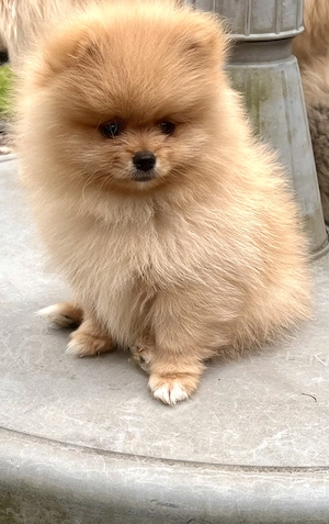 Reinrassige Pomeranian Zwergspitz Welpen-Bärchen Typ,aus liebevoller Zucht