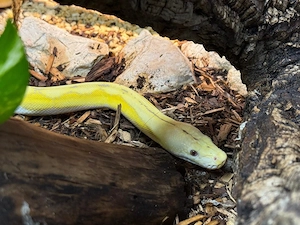 Netzpython dwarf 1.0 lavender albino