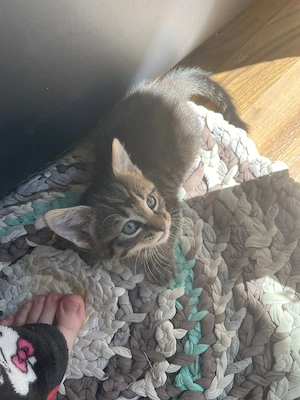Baby Kätzchen 