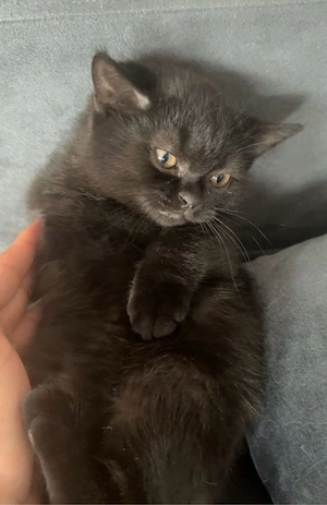 bkh kitten schwarz