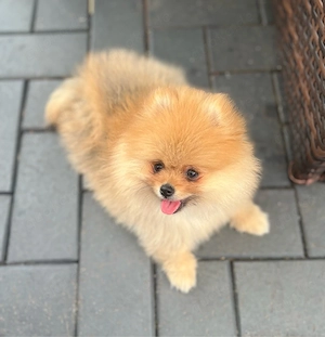 Reinrassige Pomeranian Zwergspitz Welpen-Bärchen Typ,aus liebevoller Zucht