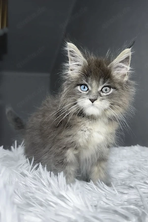 7 süße Maine-Coon-Kätzchen suchen ein Zuhause für immer