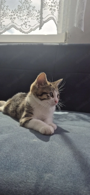    Zwei süße Kater suchen ein liebevolles Zuhause   
