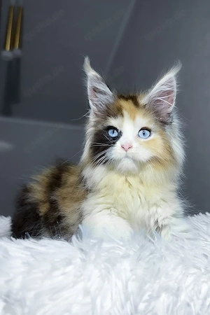 7 süße Maine-Coon-Kätzchen suchen ein Zuhause für immer