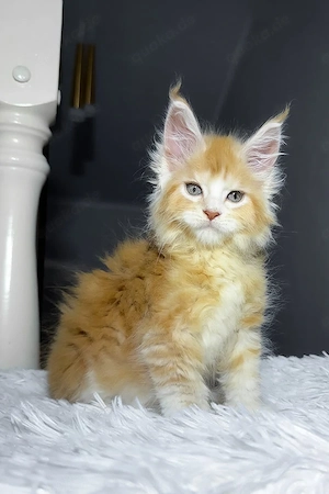 7 süße Maine-Coon-Kätzchen suchen ein Zuhause für immer