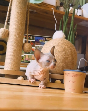 Wunderschöne, 12 Wochen alte Sphynx-Kätzchen (männlich und weiblich)