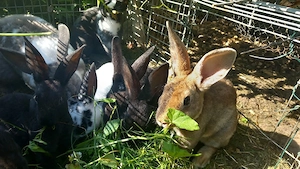 Hasen Babys abzugeben