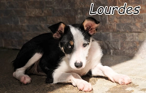 Wer schenkt Lourdes das Zuhause, von dem jedes Hundekind träumt?
