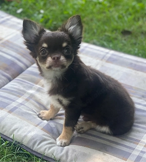Reinrassiger Chihuahua Welpe Rüde auszugsbereit 