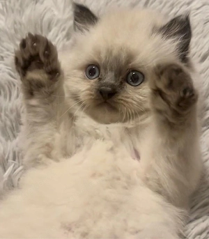 Perserkatzen 13 Wochen alt 