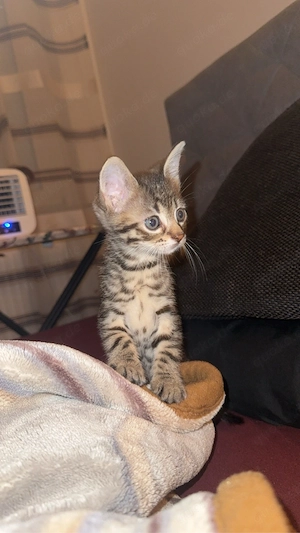 baby katze 
