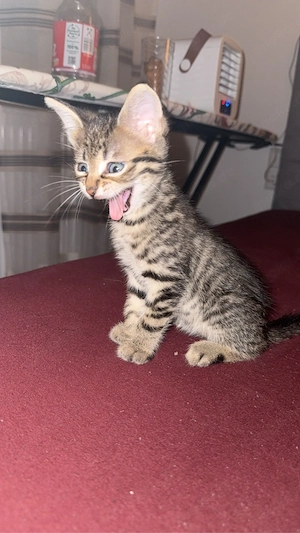 Baby katze 
