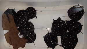 Tropfenschildkröte, Clemmys guttata