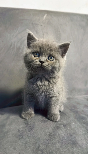 Fünf süße Britisch-Kurzhaar-Kitten suchen ab sofort ein liebevolles Zuhause. 2 Mädchen und 3 Jungen 