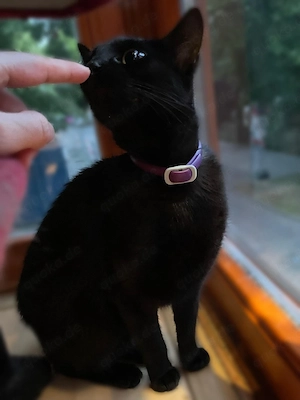 Wunderschöne Schwarze Katze abzugeben 