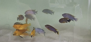 Malawi-Fische 