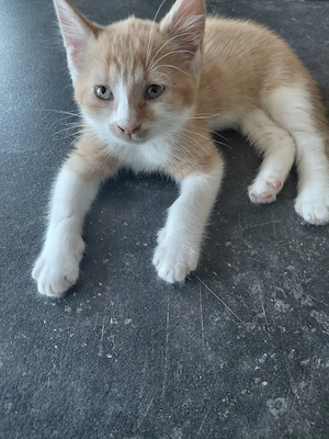 4 süße Katzenbabys in liebevolle Hände abzugeben!