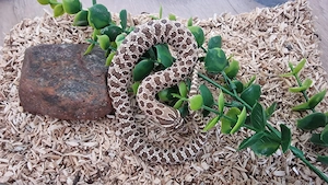 0.1 Hakennasennatter (Hognose) Classic 100% het. Snow NZ 06 2024