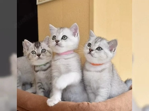 BKH Kitten mit Stammbaum . Black silver tabby