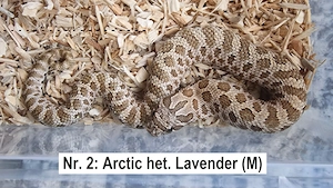 1.0 Hakennasennatter (Hognose) Arctic 100% het. Lavender   NZ 05 2024   Pet Only
