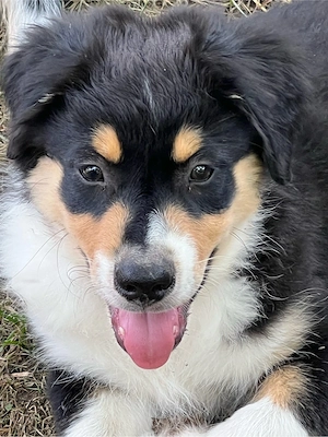 Bereit für ein neues Zuhause - Australian Shepherd Welpe 