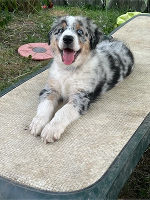 Ausziebereit - Australian Shepherd Welpe Blue Merle