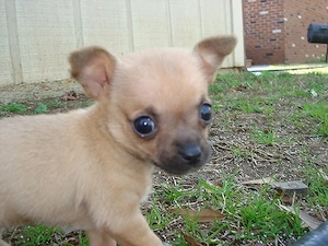 Wunderschöne reinrassige Chihuahua-Welpen suchen liebevolle Familien