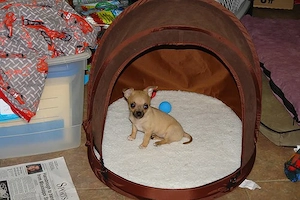    Zauberhafte Chihuahua-Welpen suchen ein liebevolles Zuhause!   