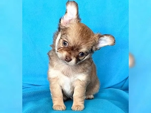 Sind Sie bereit, einen Chihuahua-Welpen in Ihrer Familie 