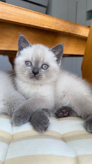 Wunderschöne BKH Blue Point Kitten