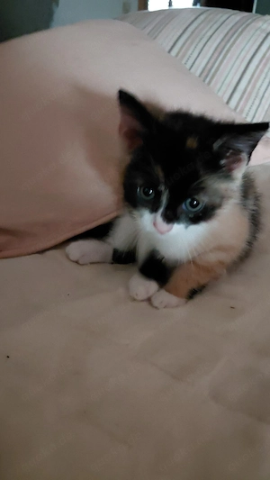 Katzenbaby