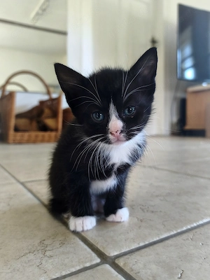 Kitten Hauskatze Hofkatze Kater