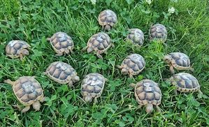 BBreitrandschildkröten - Testudo marginata