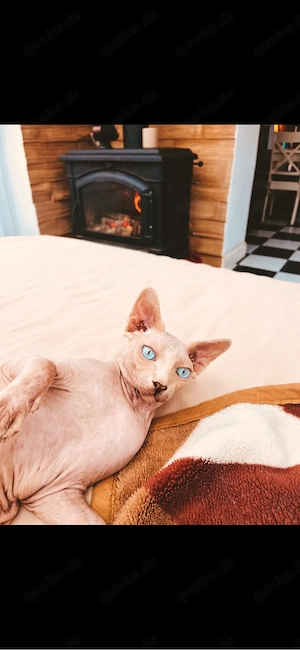 Nacktkatze sphynx kater 