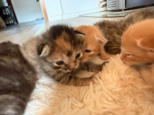 Katzenbabys | Kitten | Glückskatzen | dürfen ab Anfang  September ausziehen