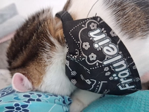 Katze sucht ein liebes zu Hause 