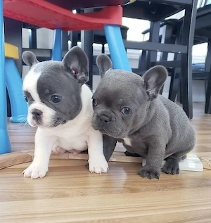 Französische Bulldoggen Welpen