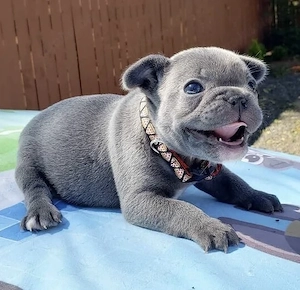 Französische Bulldoggen Welpen 