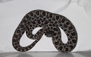 Sistrurus miliarius barbouri